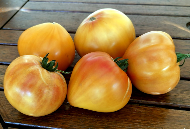 Tomat Anacoeur