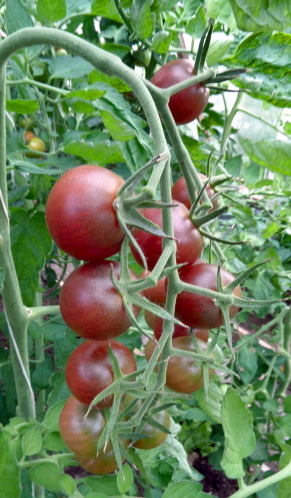 tomat Black Cherry