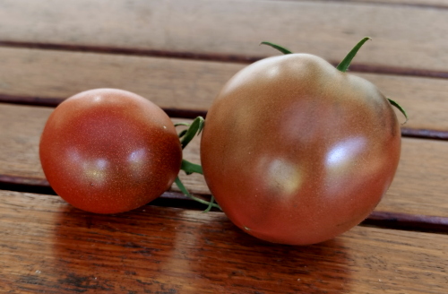 Tomat Kofe s molokom