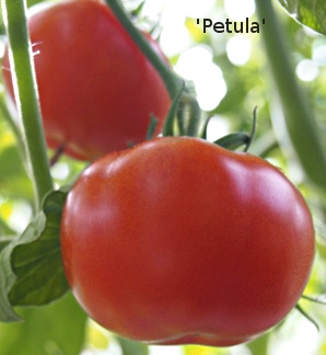 Petula