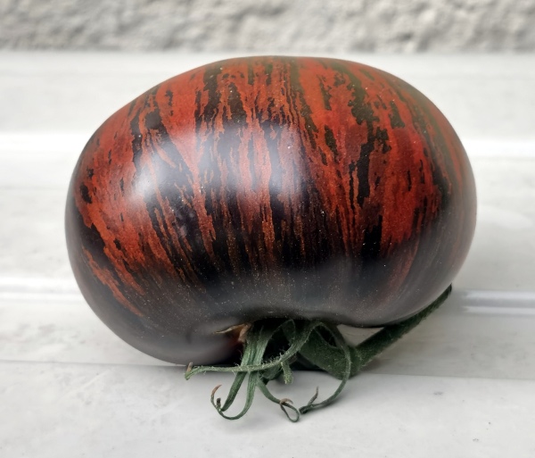 Tomat 'Tatjanin Yakhont'