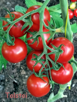 Tomat 'Tolstoi'