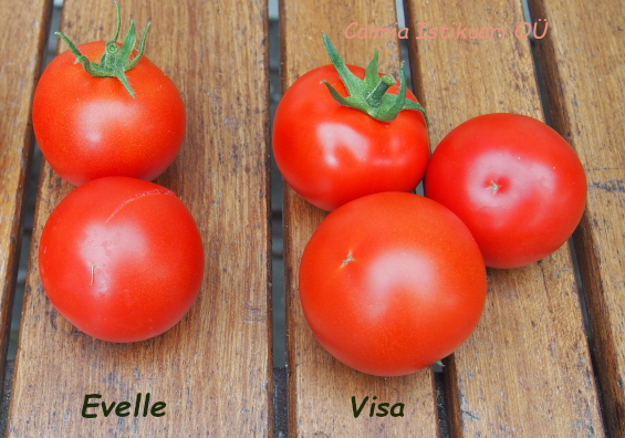 Tomat Visa, Evelle